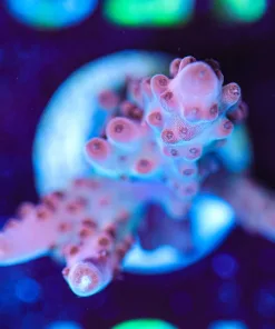 Wysiwyg Red Rhino Acropora Granuolsa [F152]