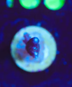 Wysiwyg TINY blue digitata frag [F154]