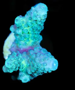 Wysiwyg Acropora Humilis [F154]