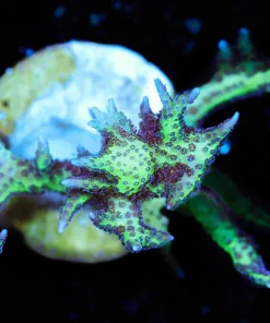 Wysiwyg Purple Cactus Birdsnest [F156]