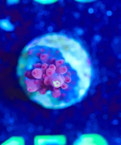 Wysiwyg Acropora Frag [F156]