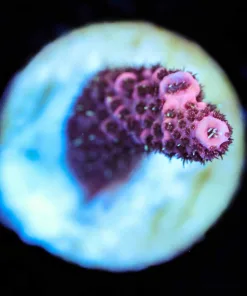Wysiwyg Small Pink Millepora [F158]