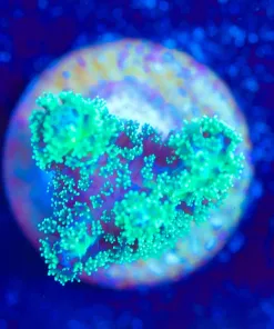 Wysiwyg Acropora Frag [F158]