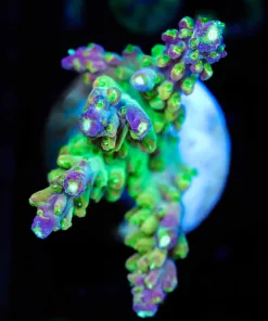 Wysiwyg Purple Tip Acropora [F159]