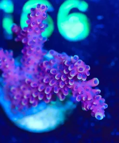 Wysiwyg RR Pink Cadillac Frag [F159] *Free Shipping ! Minimum $199 livestock spend*