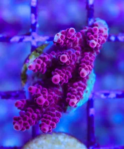 Wysiwyg ORA Red Planet Frag [F161]