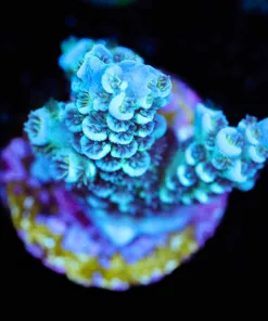 Wysiwyg Blue Acropora Tenuis [F162]
