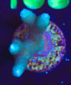 Wysiwyg Blue Digitata [F162]