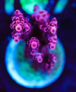 Wysiwyg ORA Red Planet [F163]