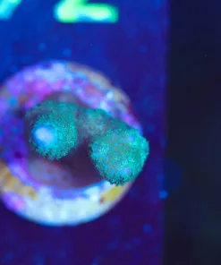 Wysiwyg TINY blue digtata [F163]