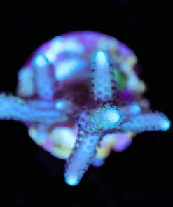 Wysiwyg Pink Autralian Birdsnest [F164]