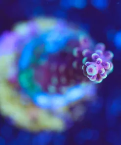 Wysiwyg Acropora Frag [F165]