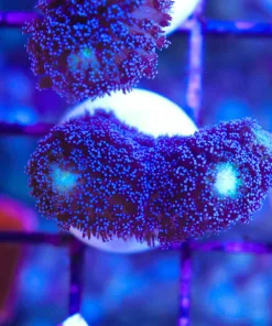 Wysiwyg Purple Stylophora [F166]