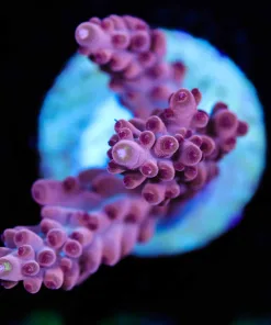 Wysiwyg Top Shelf Aquatics Red Robin Acropora [F167]