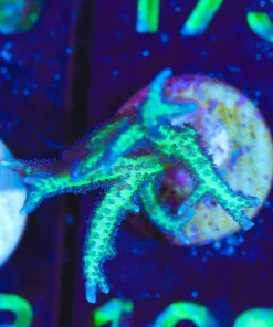 Wysiwyg Purple Catcus Birdsnest [F167]