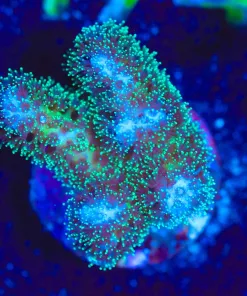 Wysiwyg Acropora Frag [F168]