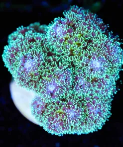 Wysiwyg Jason Foxx Jelly Belly Pocillipora [F169]