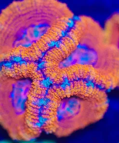 Wysiwyg Large Acan Frag [F17]