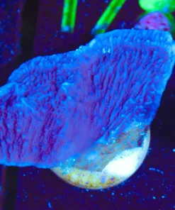 Wysiwyg Purple Grape Montipora [F171]