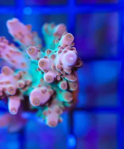 Wysiwyg Red Rhino Granulosa [F173]