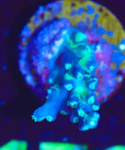 Wysiwyg Small Blue Dream Acropora Frag [F173]