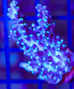 Wysiwyg Large Blue Dream Frag [F174]