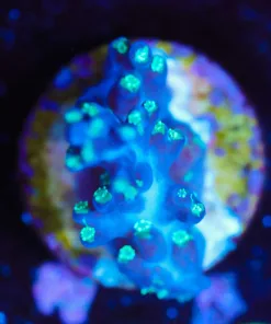 Wysiwyg Small Blue Dream Acropora Frag [F178]