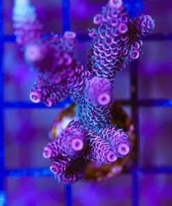 Wysiwyg XL Two Tone Millepora [F179]