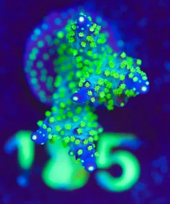 Wysiwyg XL Purple Bonsai Frag [F179]