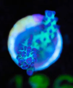 Wysiwyg Grape Vine Frag [F185]