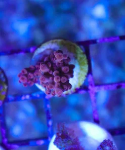 Wysiwyg Red Acropora Frag [F186]