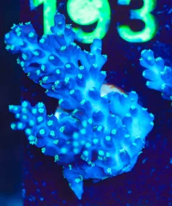 Wysiwyg Blue Dream Acropora Frag [F186]