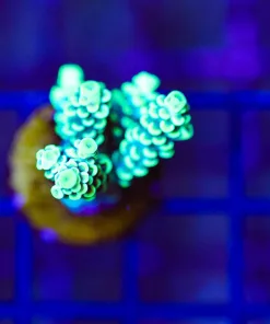 Wysiwyg Xmen Acropora [F188]