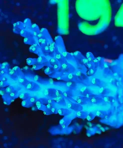 Wysiwyg Blue Dream Acropora Frag [F188]