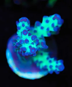 Wysiwyg Grape Vine [F189]