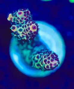 Wysiwyg Acropora Millepora [F192]