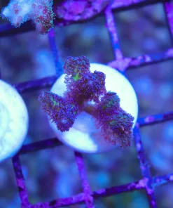 Wysiwyg Birds of Paradise Frag [F193]
