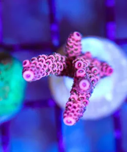 Wysiwyg Bubblegum Millepora [F194]