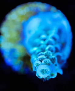 Wysiwyg Small Blue Tenuis Acropora Frag [F194]