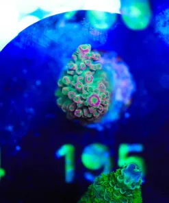 Wysiwyg Abratoindes Frag *rare species* [F195] *Free Shipping ! Minimum $249 livestock spend*