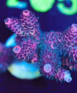 Wysiwyg Acropora Millepora [F196]