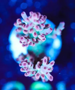 Wysiwyg Australian Great Barrier Frag [F197]