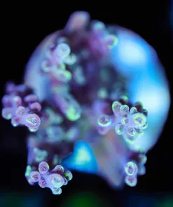 Wysiwyg Yellow Coralite Frag [F199]