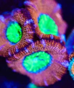 Wysiwyg Green Mouth Monster Acan [F2]