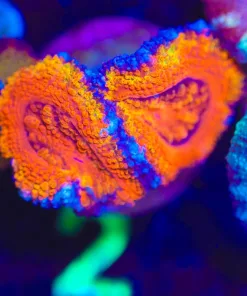 Wysiwyg Acan Frag [F2]