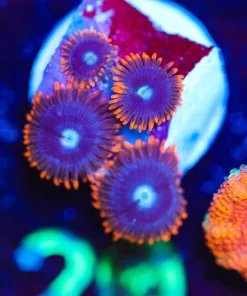 Wysiwyg Zoa Frag [F20]