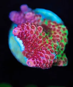 Wysiwyg Top Shelf Aquatics Princess Peach [F200]