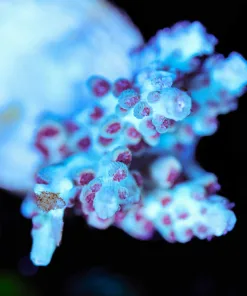 Wysiwyg Red Velvet Cake Acropora Frag [F203]