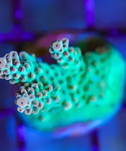 Wysiwyg Tabling Acropora Frag [F204]
