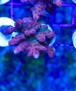 Wysiwyg Massive Red Granulosa Frag [F204] *Free Shipping ! Minimum $249 livestock spend*